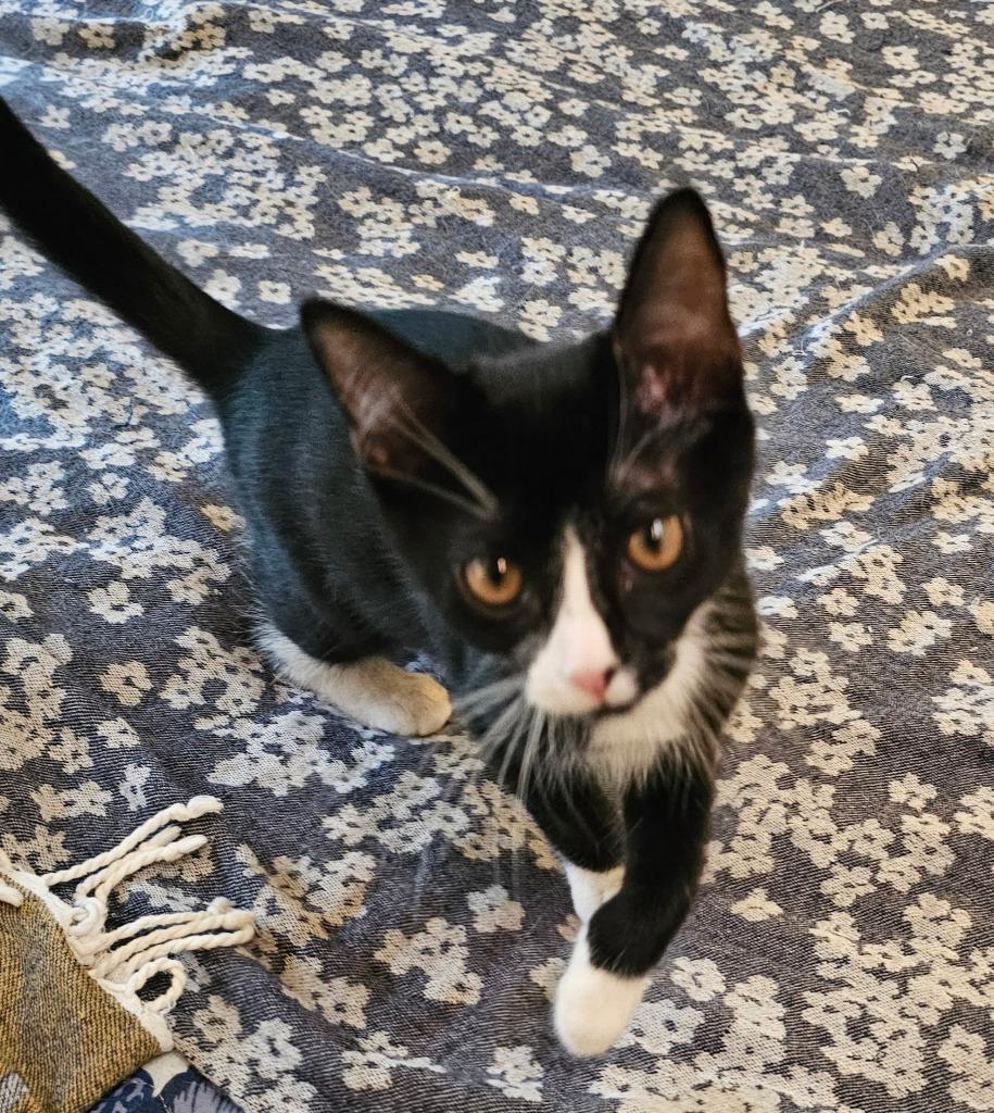 Henrietta, Adopted, Kitten Female Domestic Short Hair.
