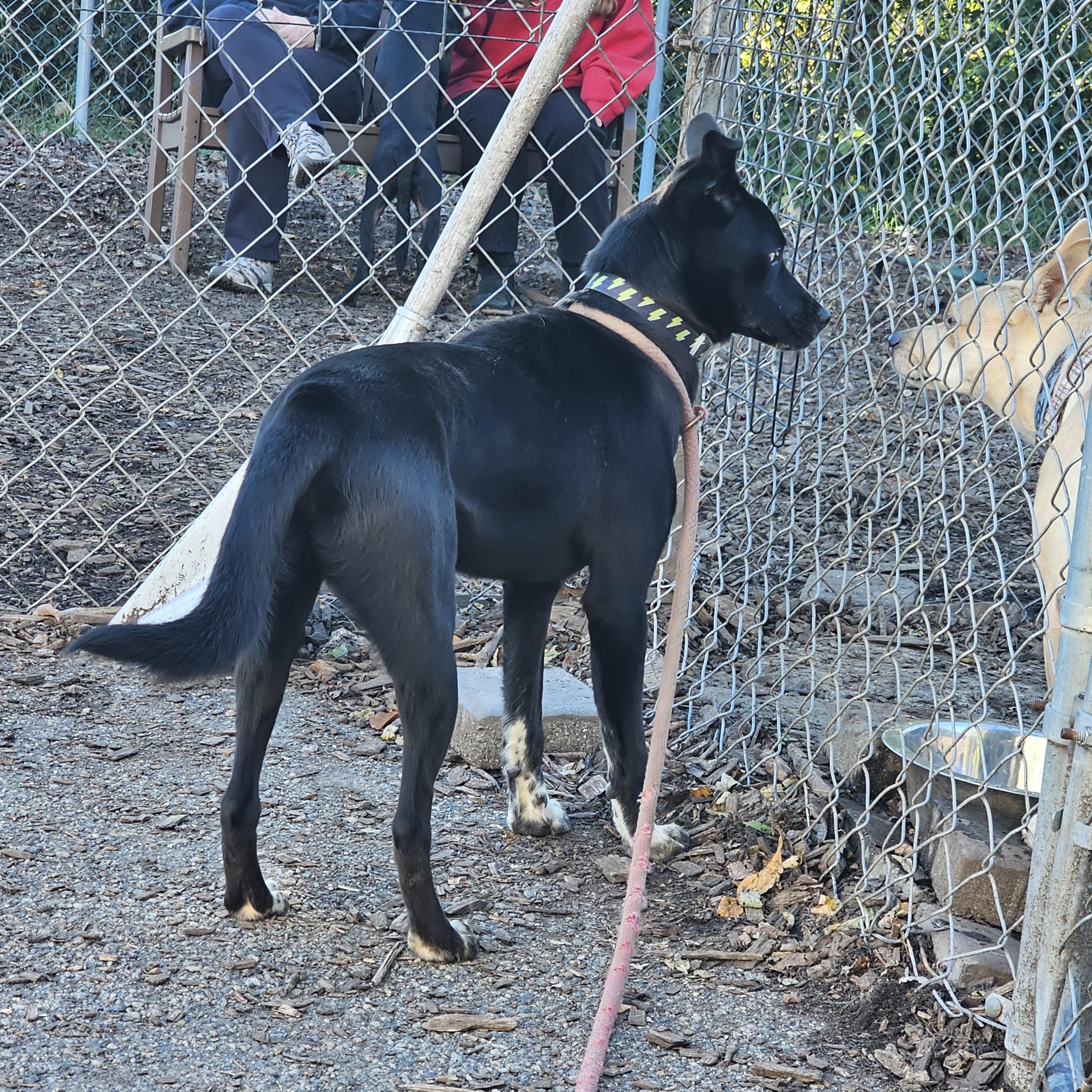 Enlarge Blue, a Adoptable mixed breed in Ringwood, NJ image 5/5