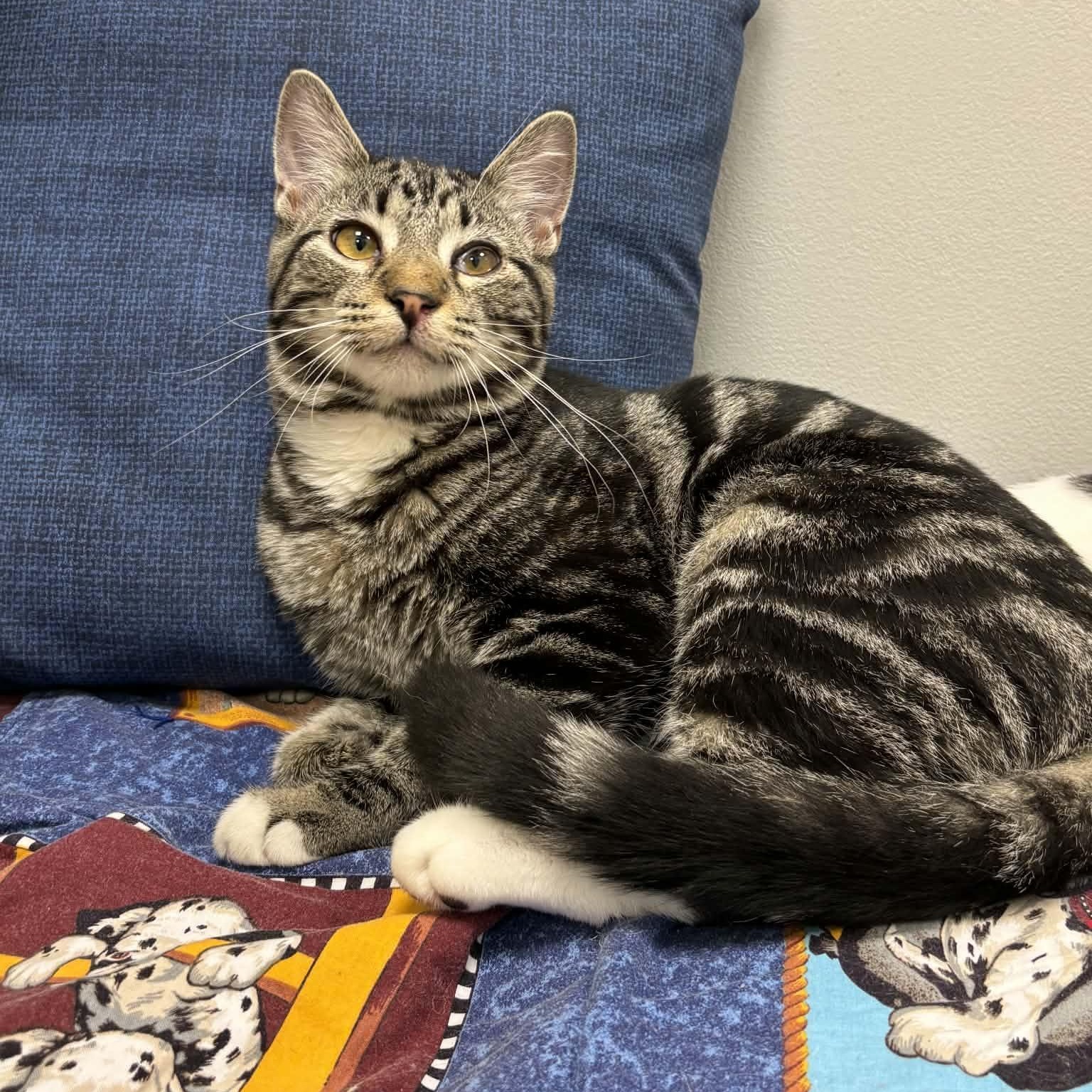 Enlarge Dandelion "Dandy", a ADOPTABLE Domestic Short Hair in Effingham, IL image 1/3