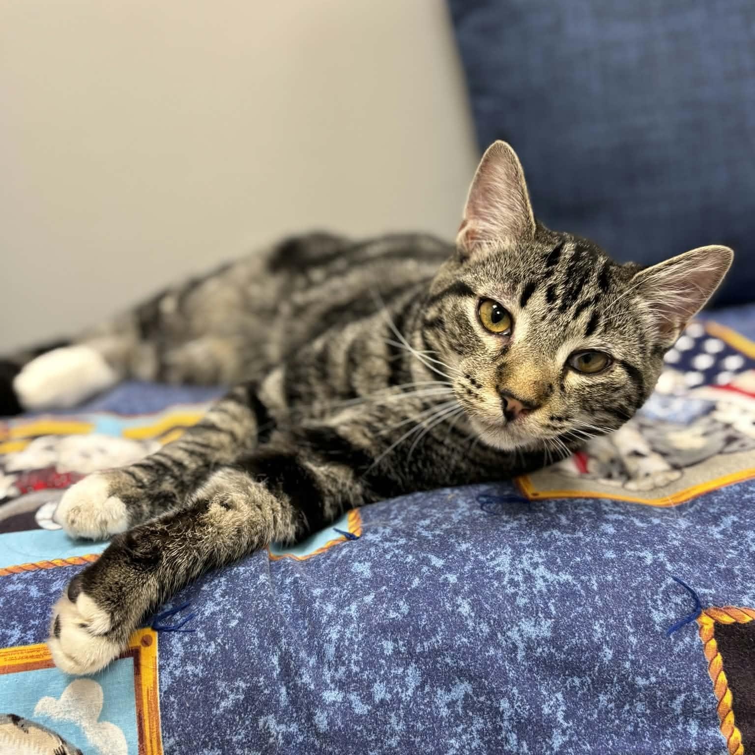 Enlarge Dandelion "Dandy", a ADOPTABLE Domestic Short Hair in Effingham, IL image 2/3