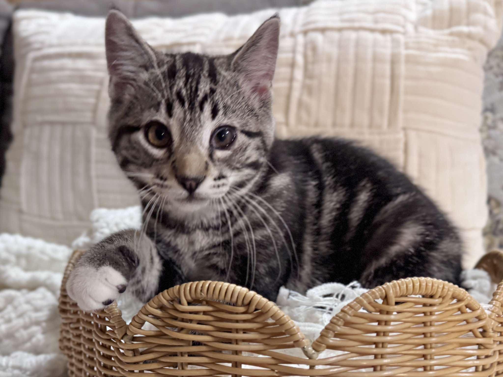 Enlarge Dandelion "Dandy", a ADOPTABLE Domestic Short Hair in Effingham, IL image 3/3