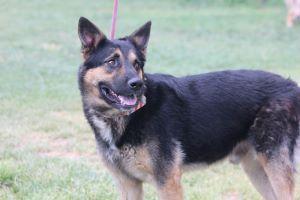 Homie, adoptable, Young Male German Shepherd Dog.