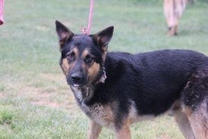 Homie, an adoptable German Shepherd Dog in Pearce, AZ, 85625 | Photo Image 4