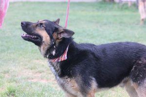 Homie, an adoptable German Shepherd Dog in Pearce, AZ, 85625 | Photo Image 1