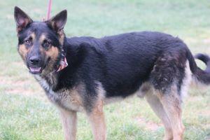 Homie, an adoptable German Shepherd Dog in Pearce, AZ, 85625 | Photo Image 5