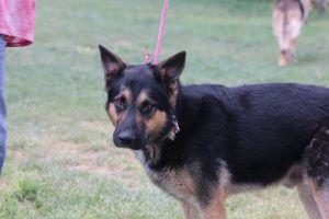 Homie, an adoptable German Shepherd Dog in Pearce, AZ, 85625 | Photo Image 6