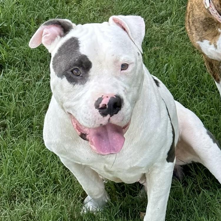 Petey, a Adoptable Mixed Breed in Columbus, GA image 1/5