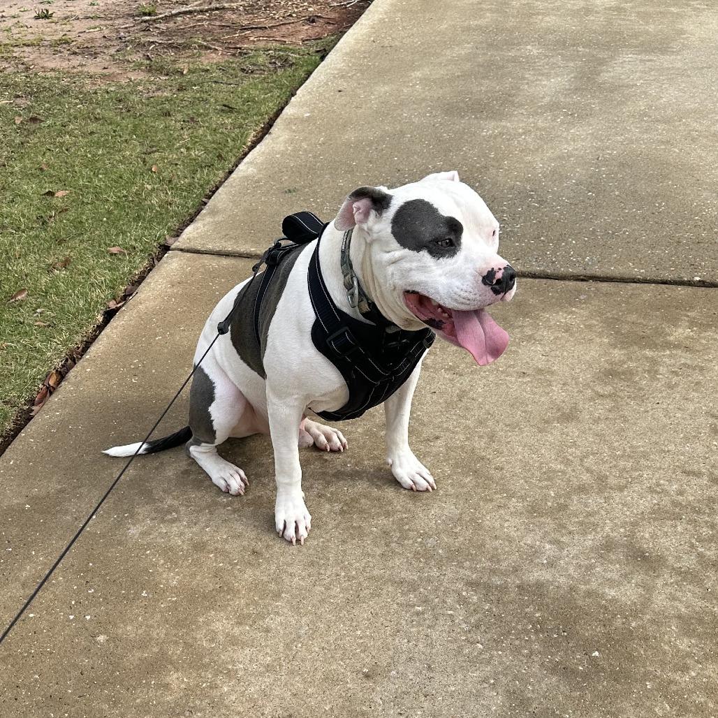 Petey, a Adoptable Mixed Breed in Columbus, GA image 2/5