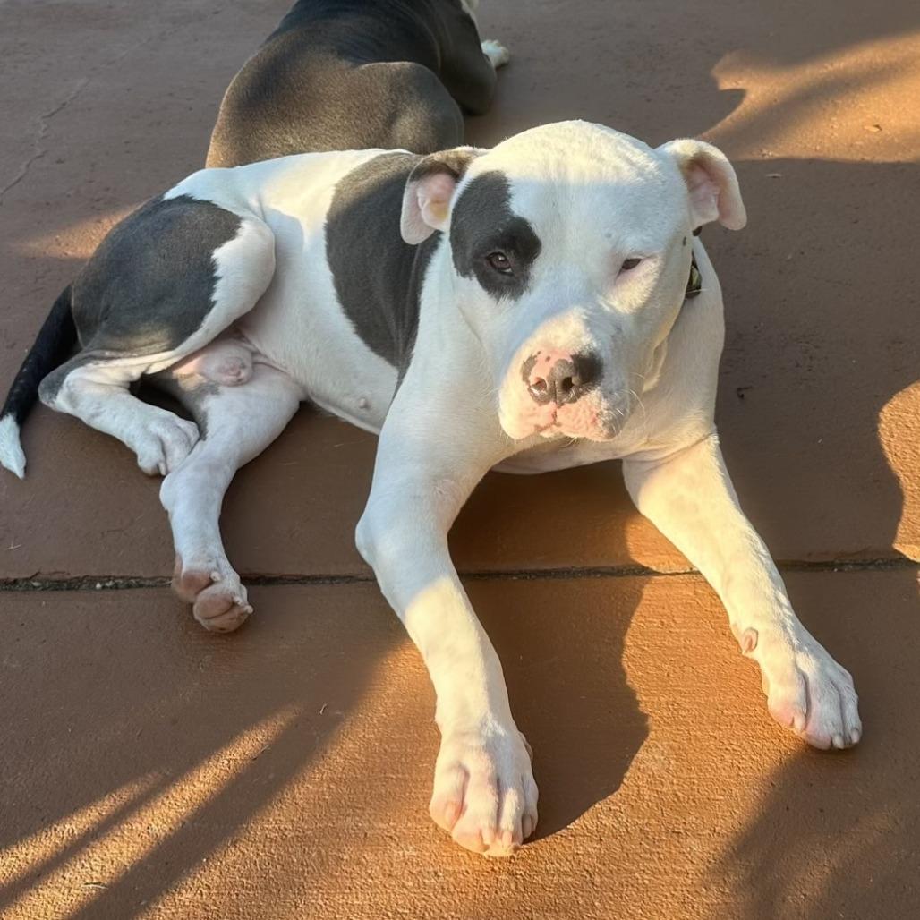 Petey, a Adoptable Mixed Breed in Columbus, GA image 4/5
