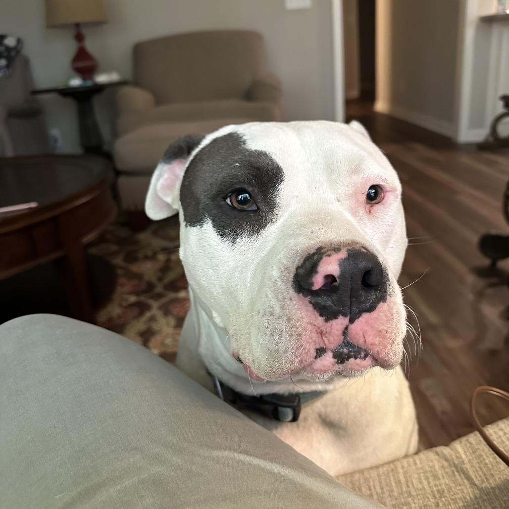 Petey, a Adoptable Mixed Breed in Columbus, GA image 5/5