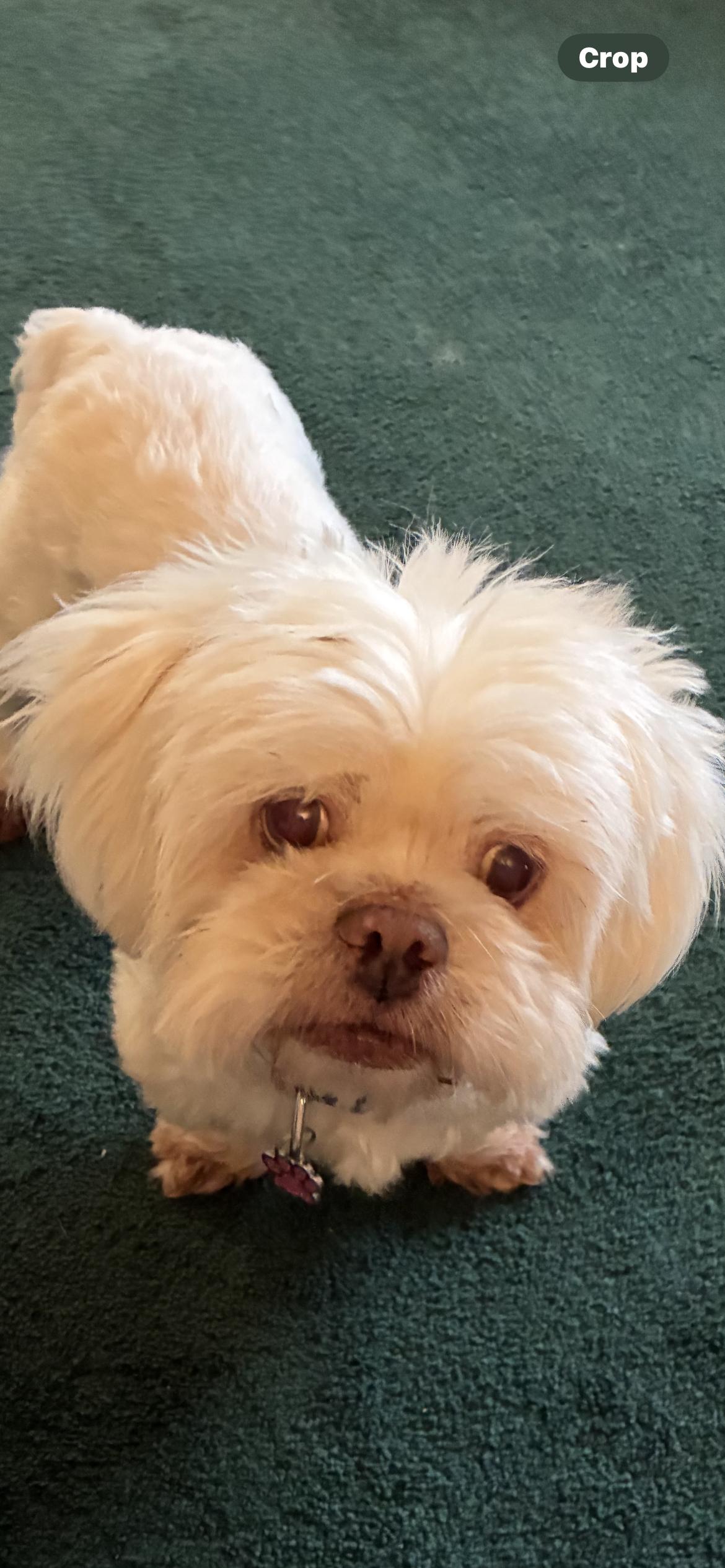 Enlarge Rose new happy update !, a Adoptable Shih Tzu in Saint Louis, MO image 1/3