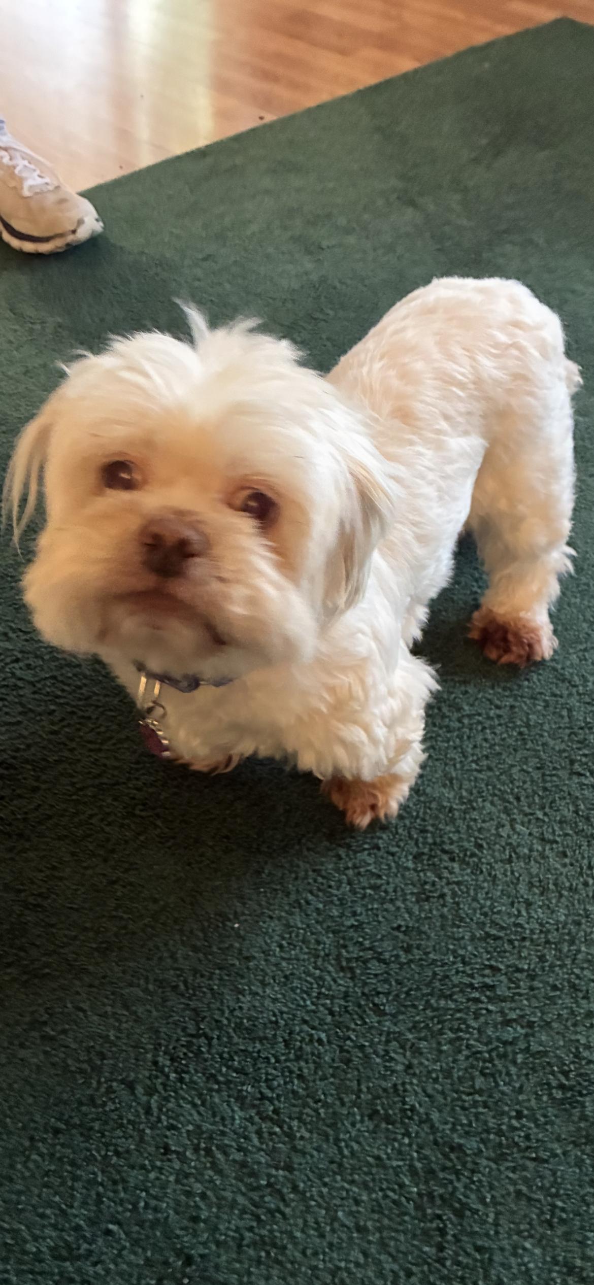 Enlarge Rose new happy update !, a Adoptable Shih Tzu in Saint Louis, MO image 2/3