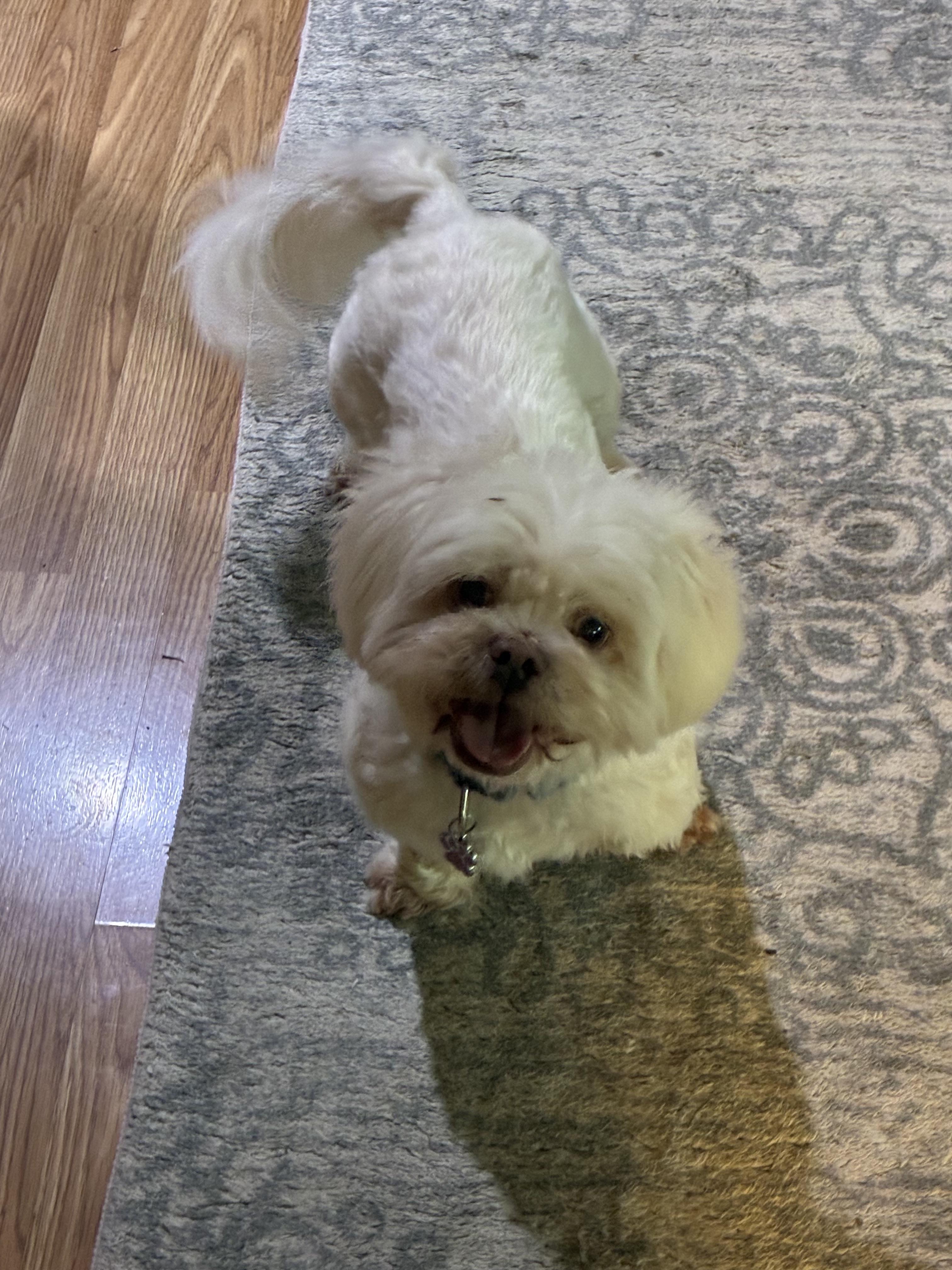 Enlarge Rose new happy update !, a Adoptable Shih Tzu in Saint Louis, MO image 3/3