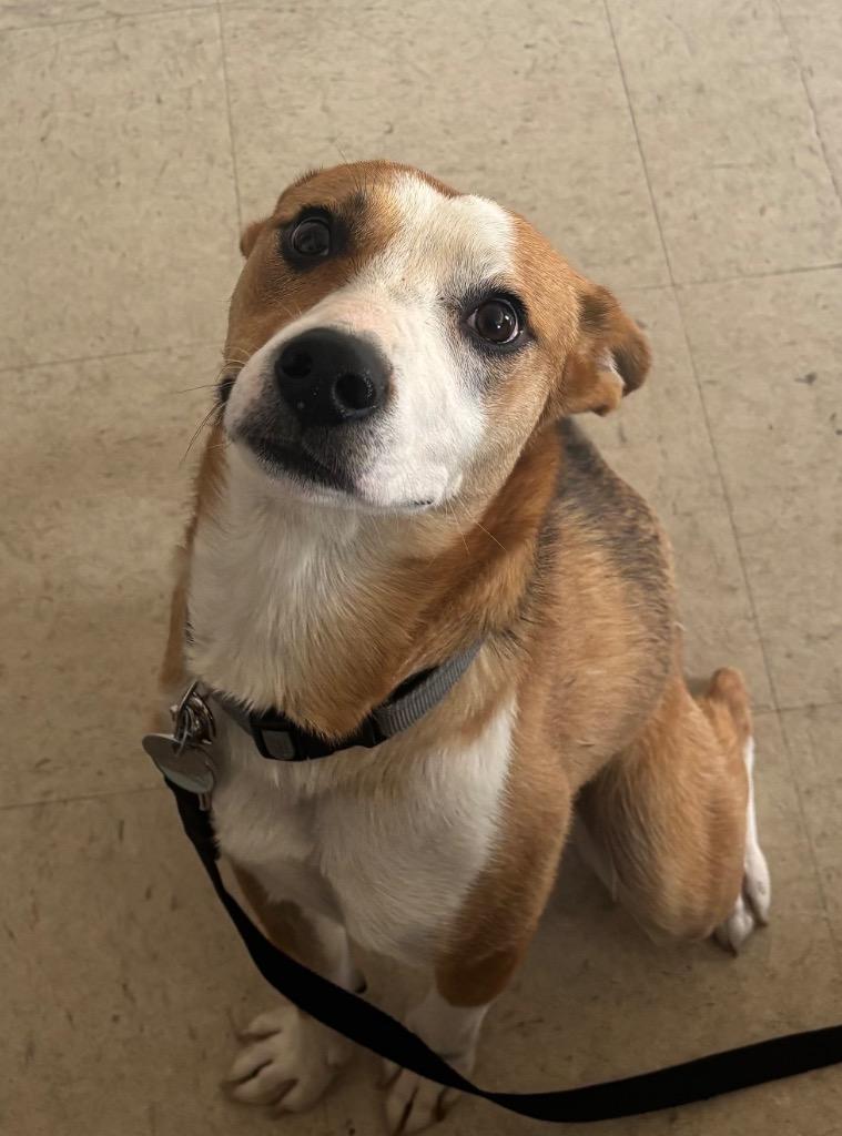 Malcom, Adoptable, Young Male Basenji.