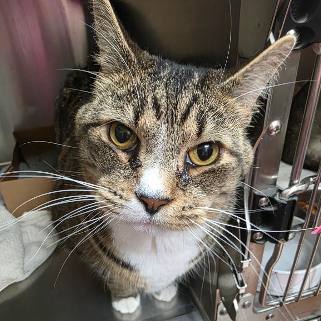 Enlarge Odin, a Adoptable Domestic Short Hair in Milan, IL image 1/1
