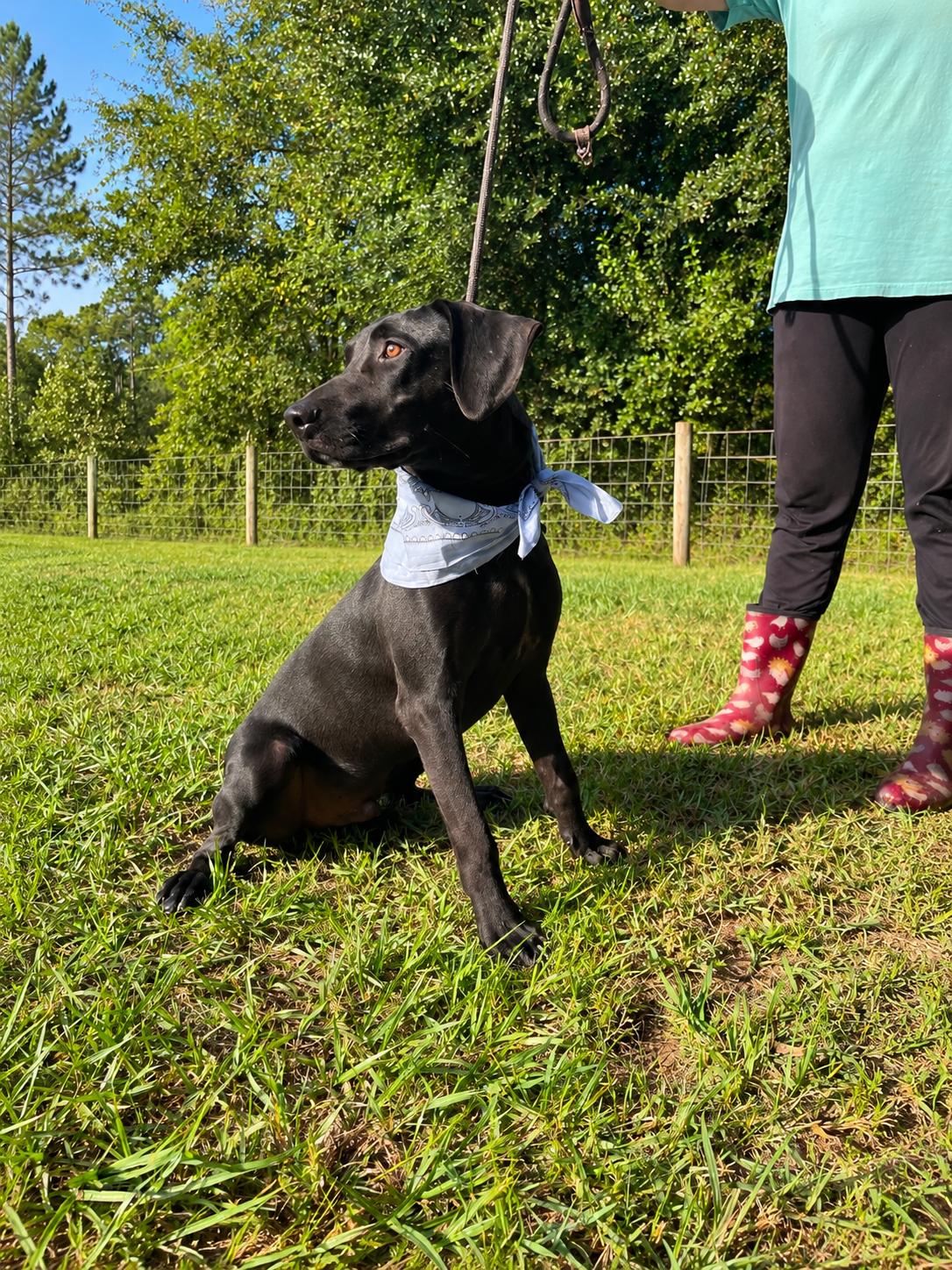 Enlarge Tucker, a Adoptable mixed breed in Jacksonville, FL image 2/3