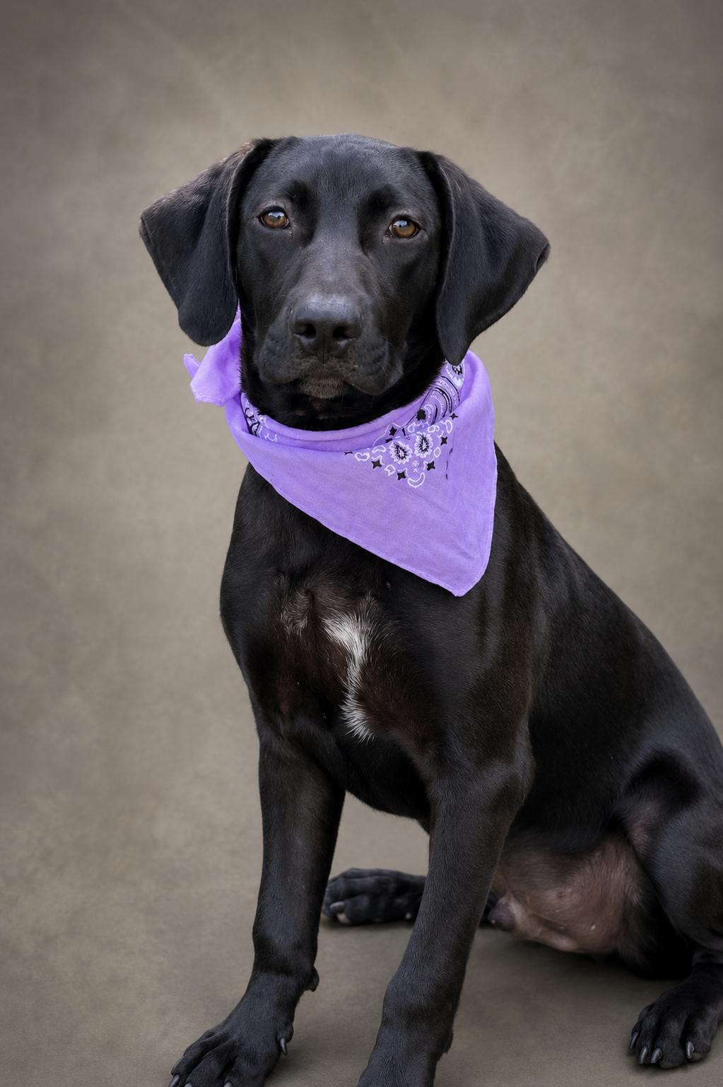 Enlarge Tucker, a ADOPTABLE mixed breed in Jacksonville, FL image 1/1