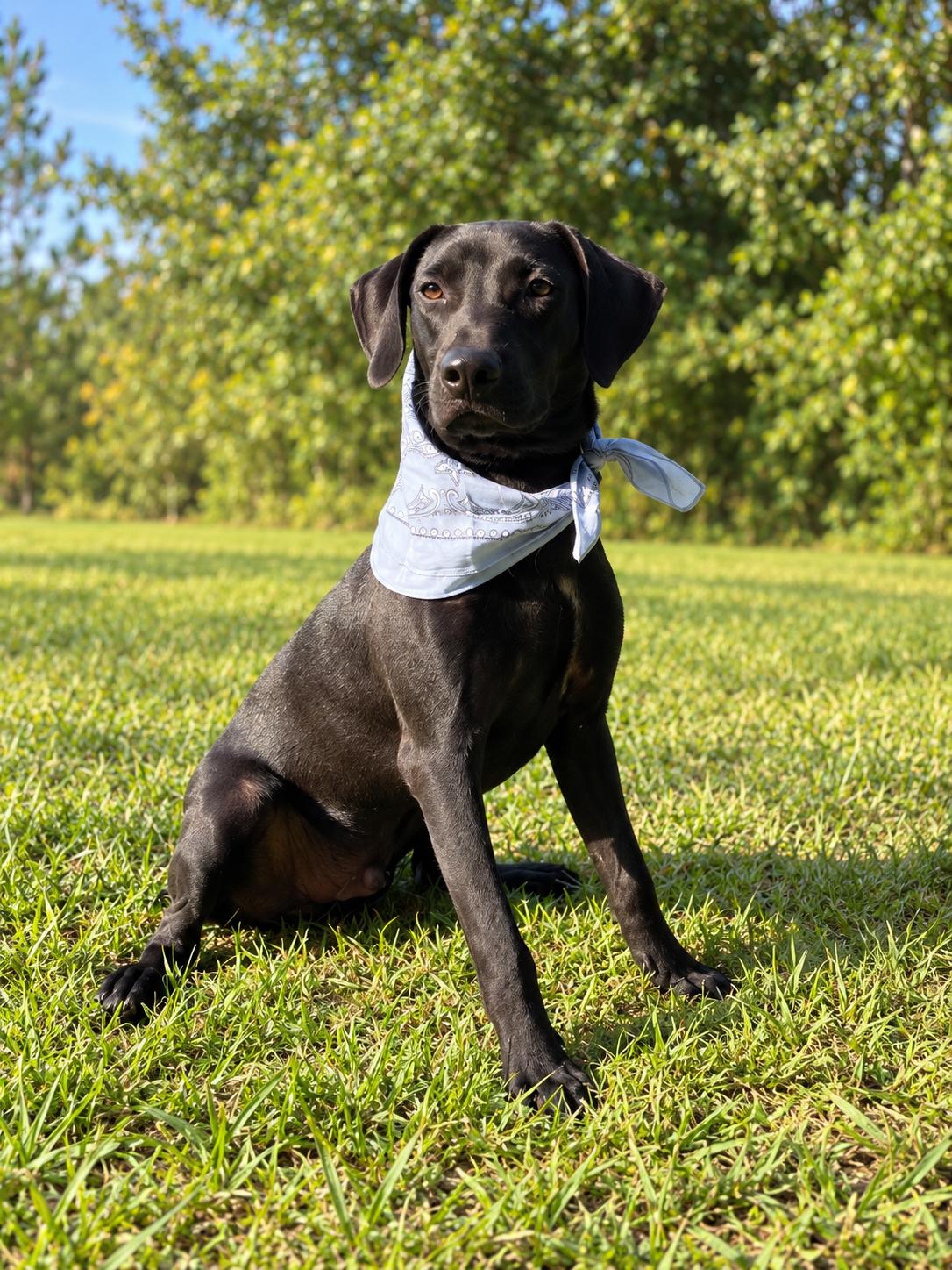 Tucker, Adoptable, Young Male Hound.