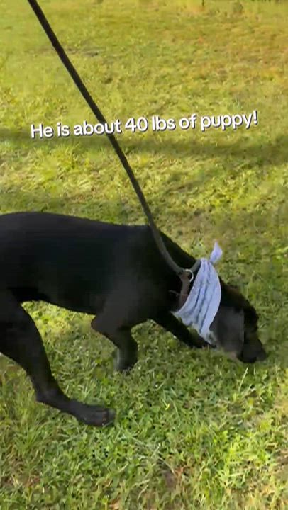 Enlarge Tucker, a Adoptable mixed breed in Jacksonville, FL video 3/3
