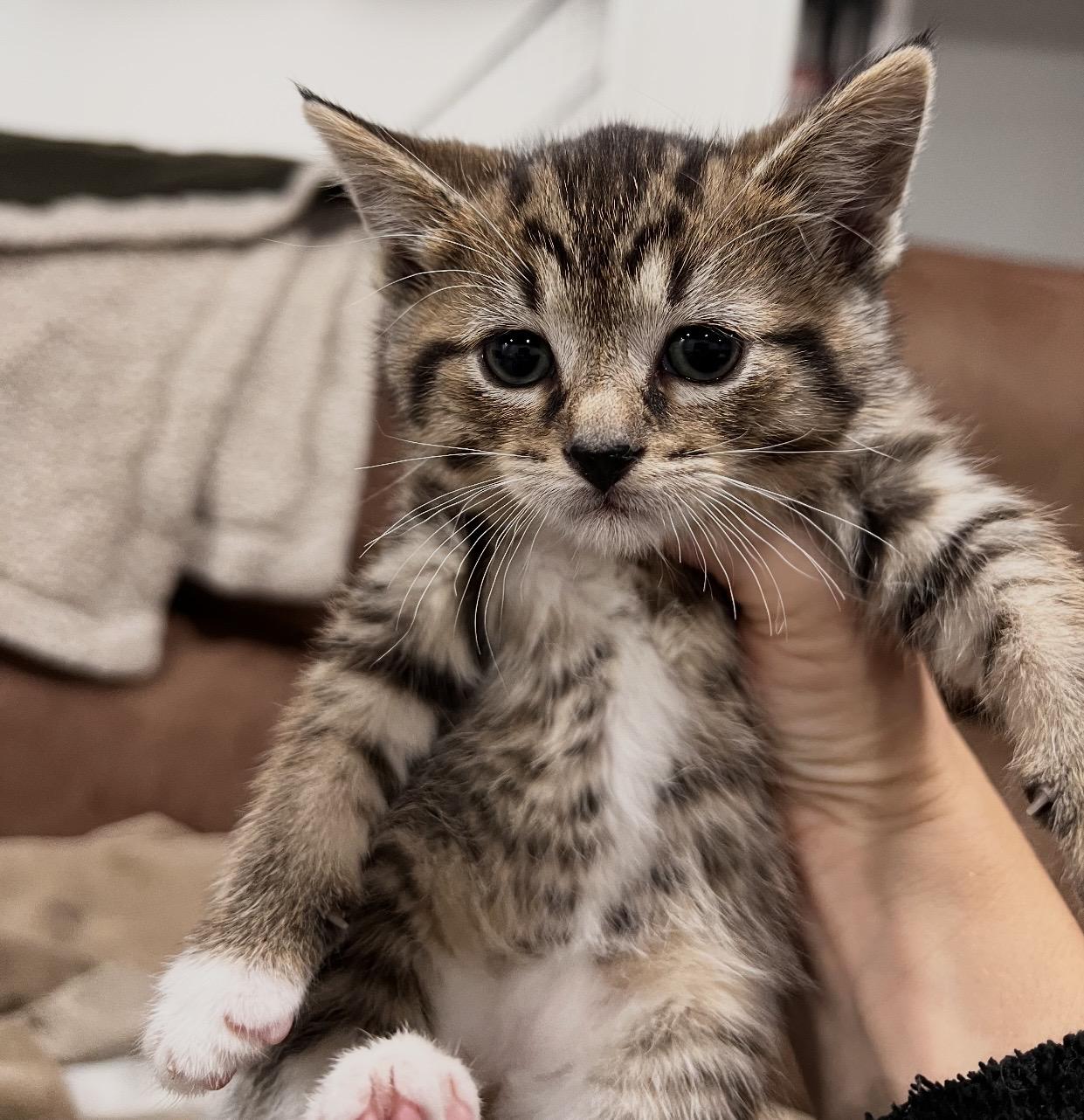 Enlarge Tootsie, an adoptable Domestic Short Hair in Port Washington, WI image 1/1