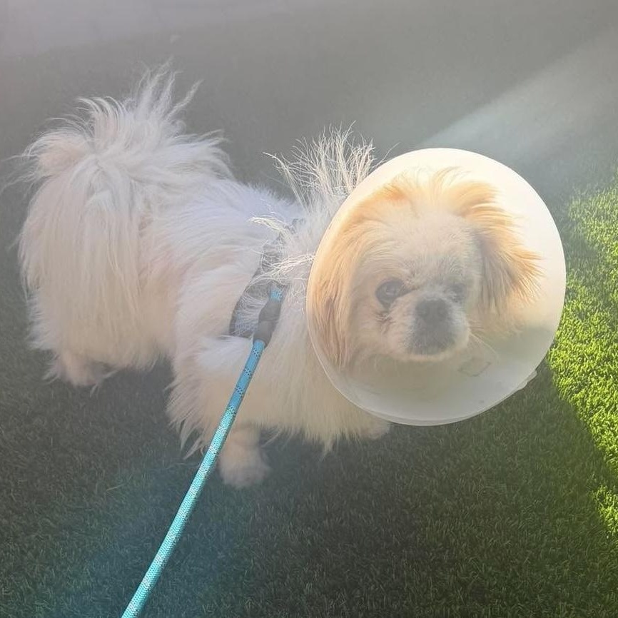 Enlarge Roman, an adopted Pekingese in Homer Glen, IL image 2/5