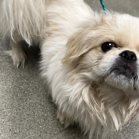 Enlarge Roman, an adopted Pekingese in Homer Glen, IL image 3/5