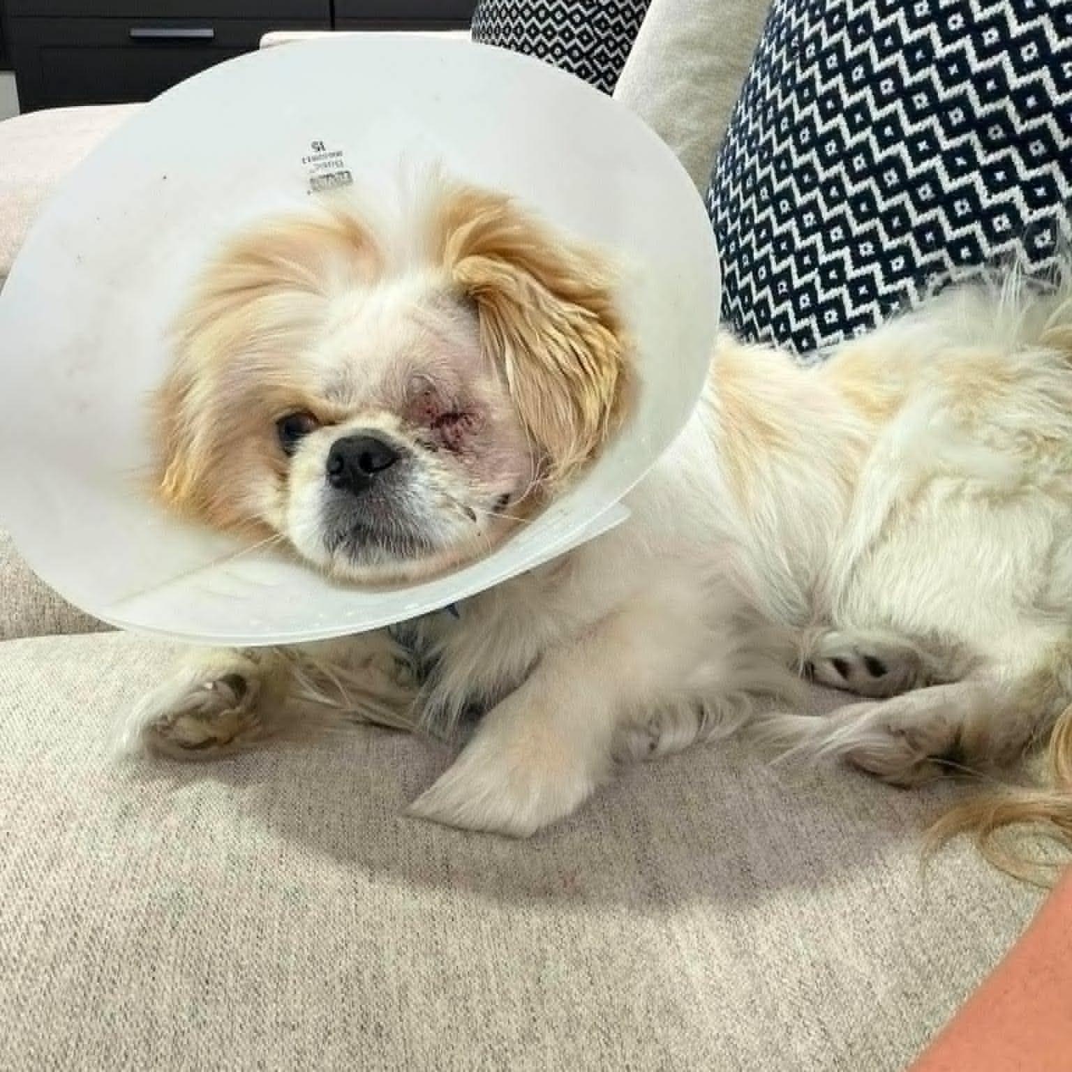 Roman, adopted, Young Male Pekingese.