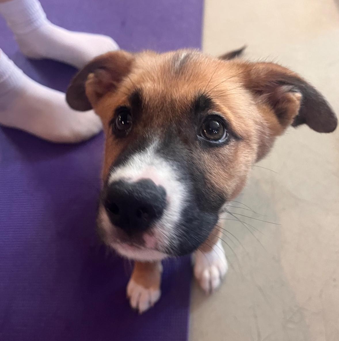 Paris, a Adopted mixed breed in Westminster, CO image 1/3