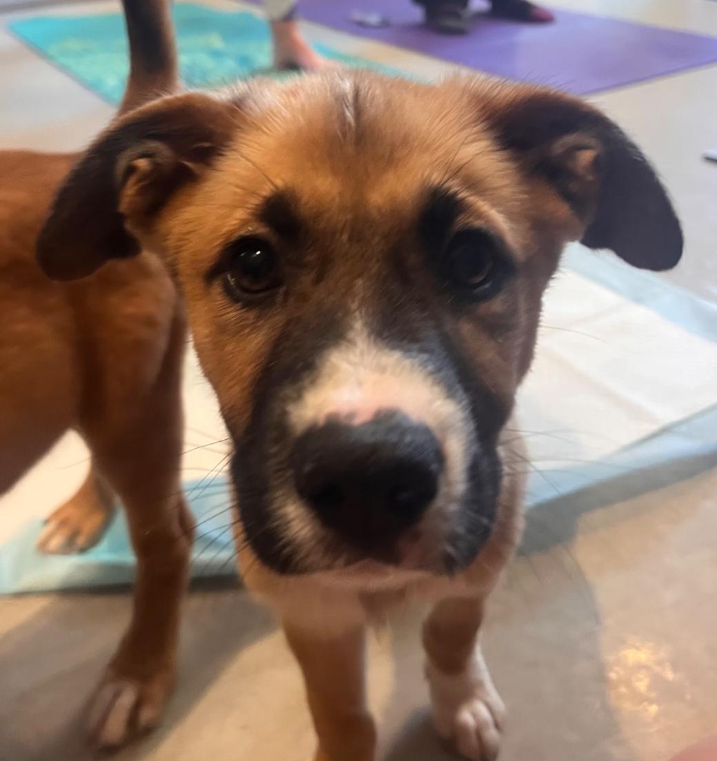 Paris, a Adopted mixed breed in Westminster, CO image 2/3