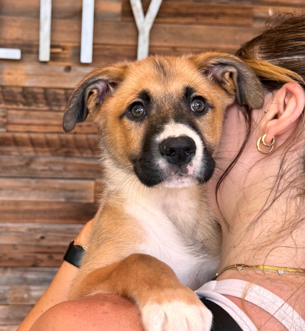 Paris, a Adopted mixed breed in Westminster, CO image 3/3