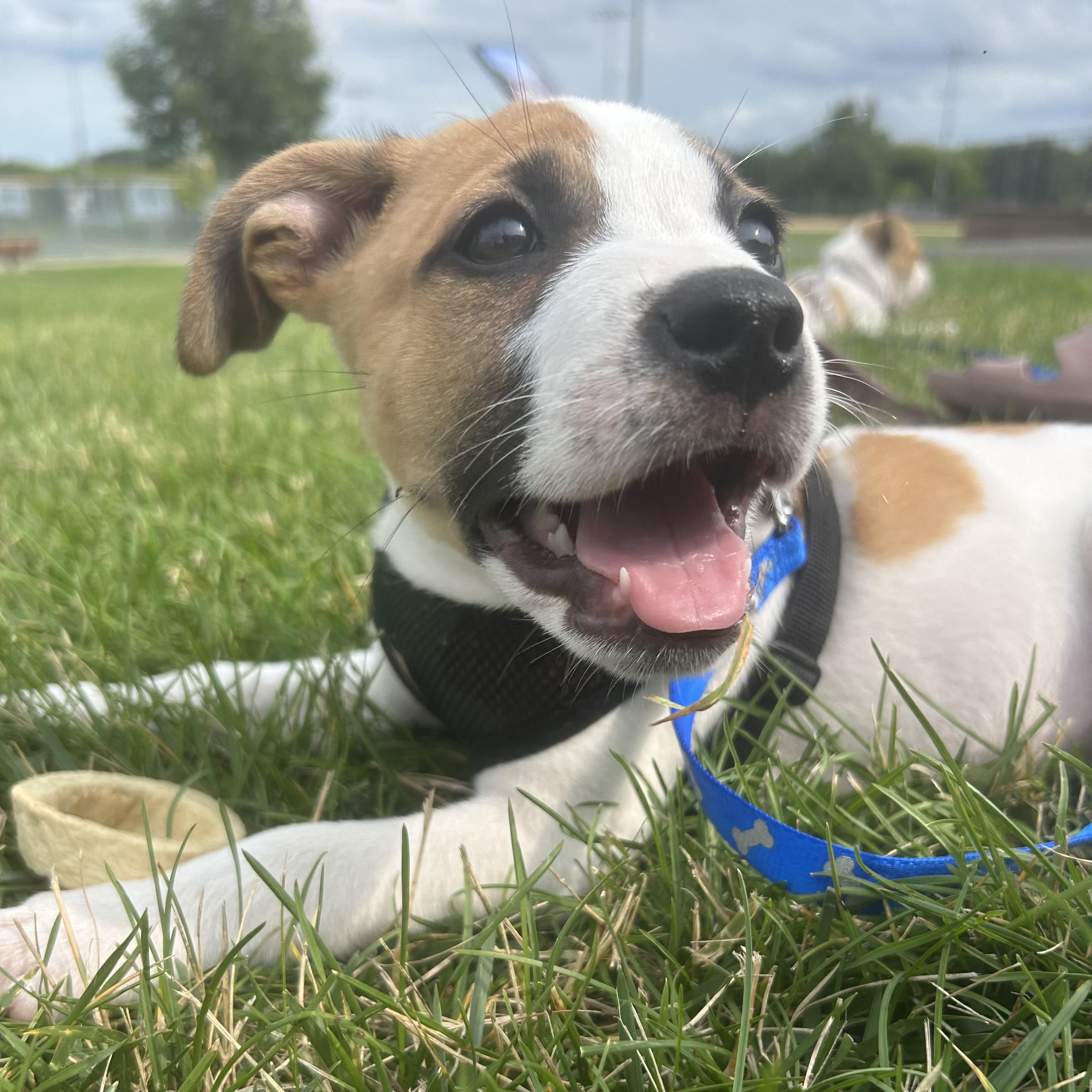 Bruce, a ADOPTABLE mixed breed in Prior Lake, MN image 2/6