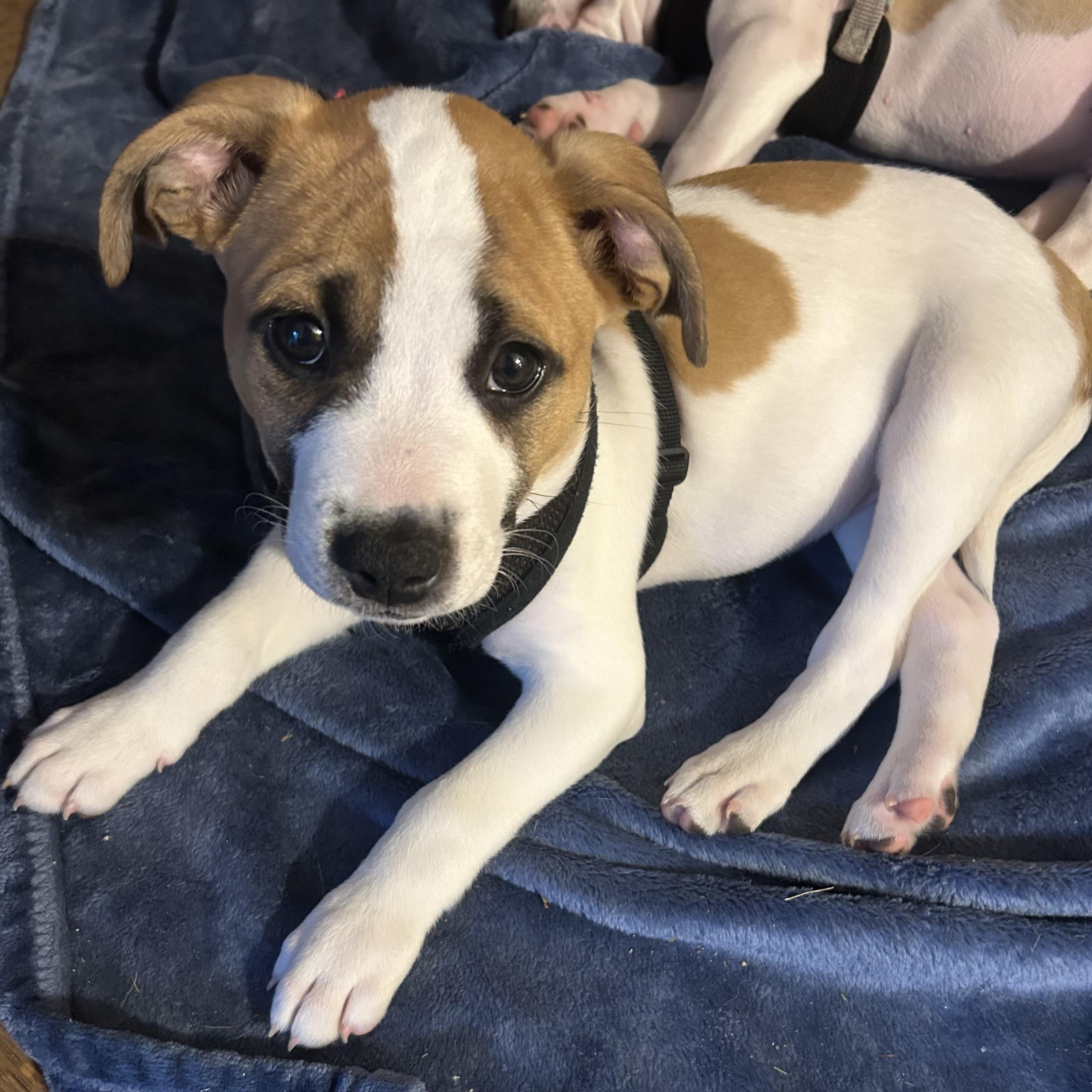 Bruce, a ADOPTABLE mixed breed in Prior Lake, MN image 4/6