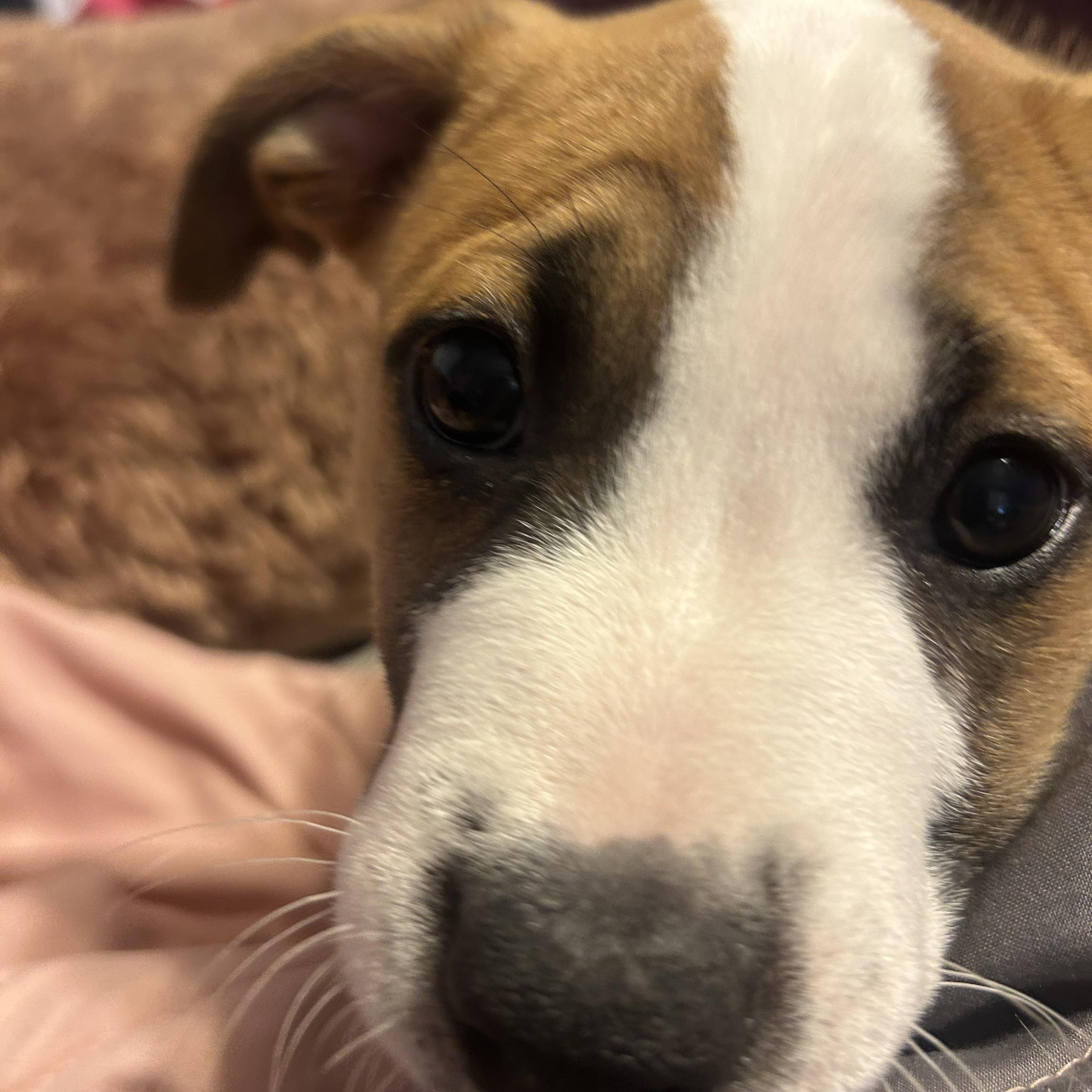 Bruce, a ADOPTABLE mixed breed in Prior Lake, MN image 3/6