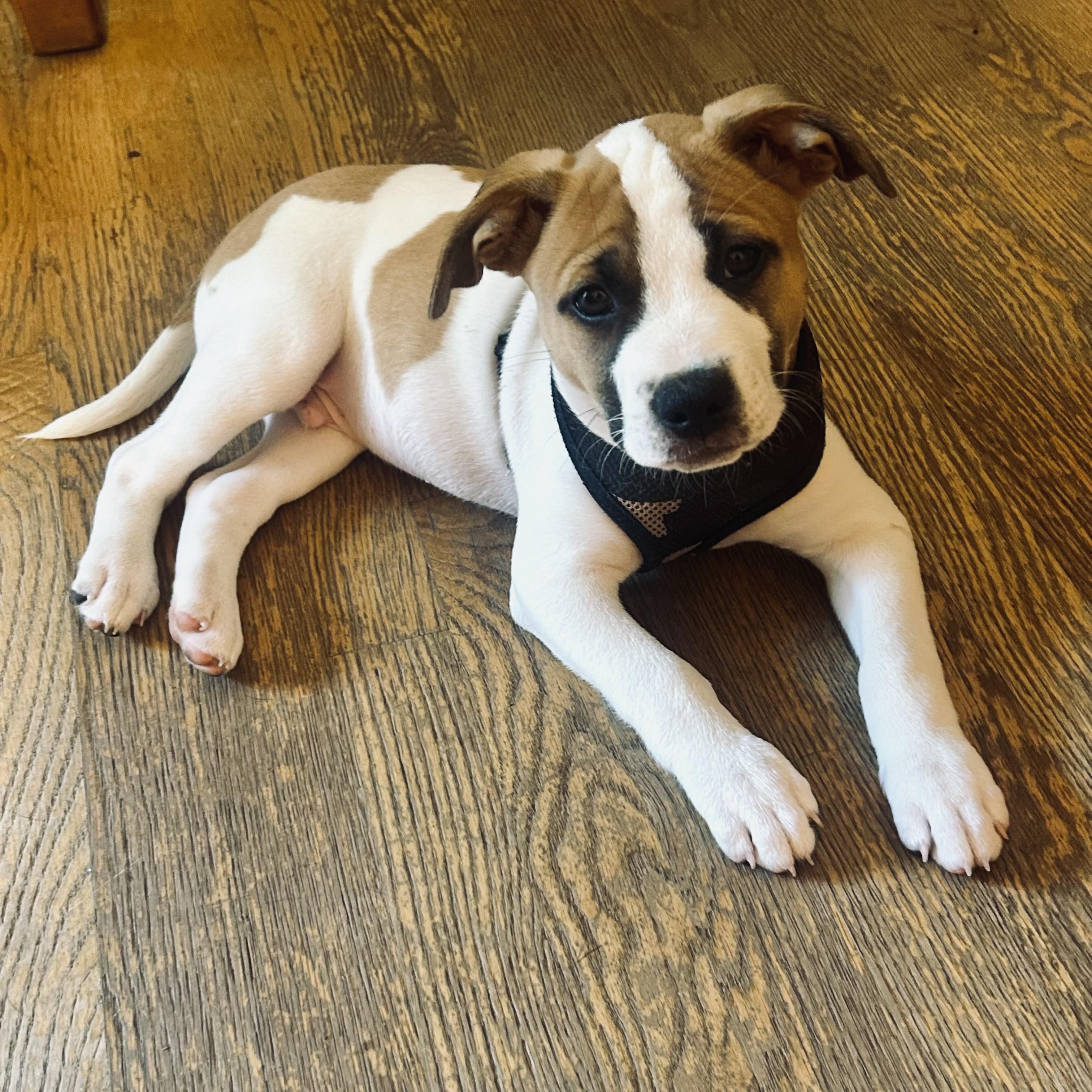 Bruce, a ADOPTABLE mixed breed in Prior Lake, MN image 1/6
