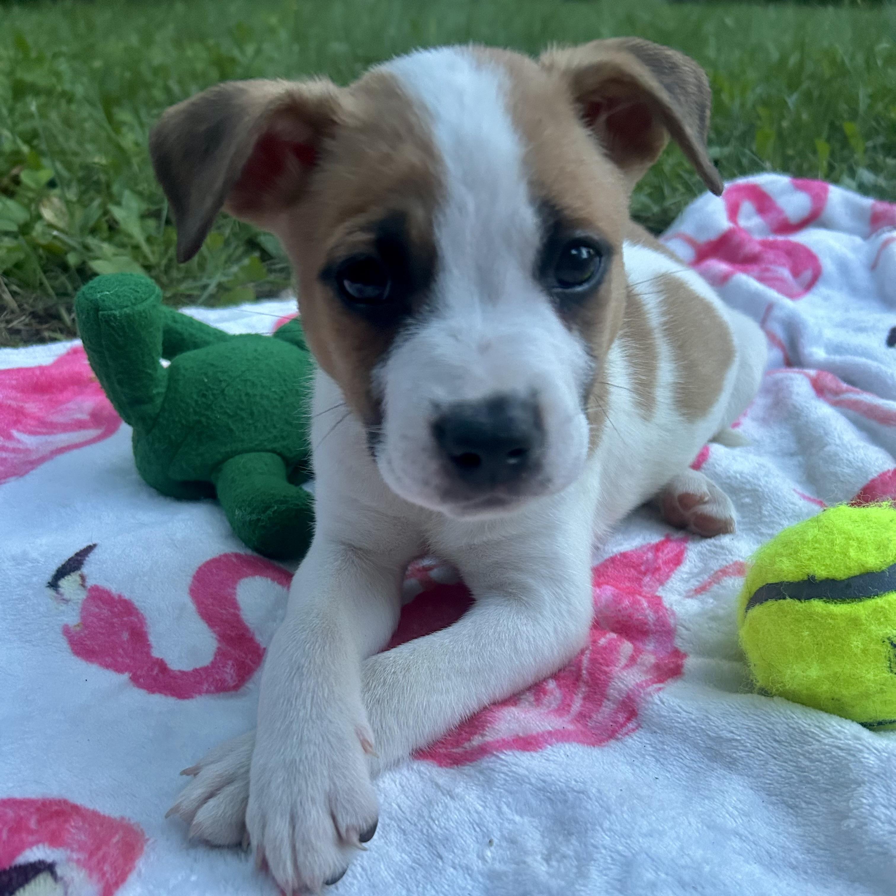 Bruce, a ADOPTABLE mixed breed in Prior Lake, MN image 5/6