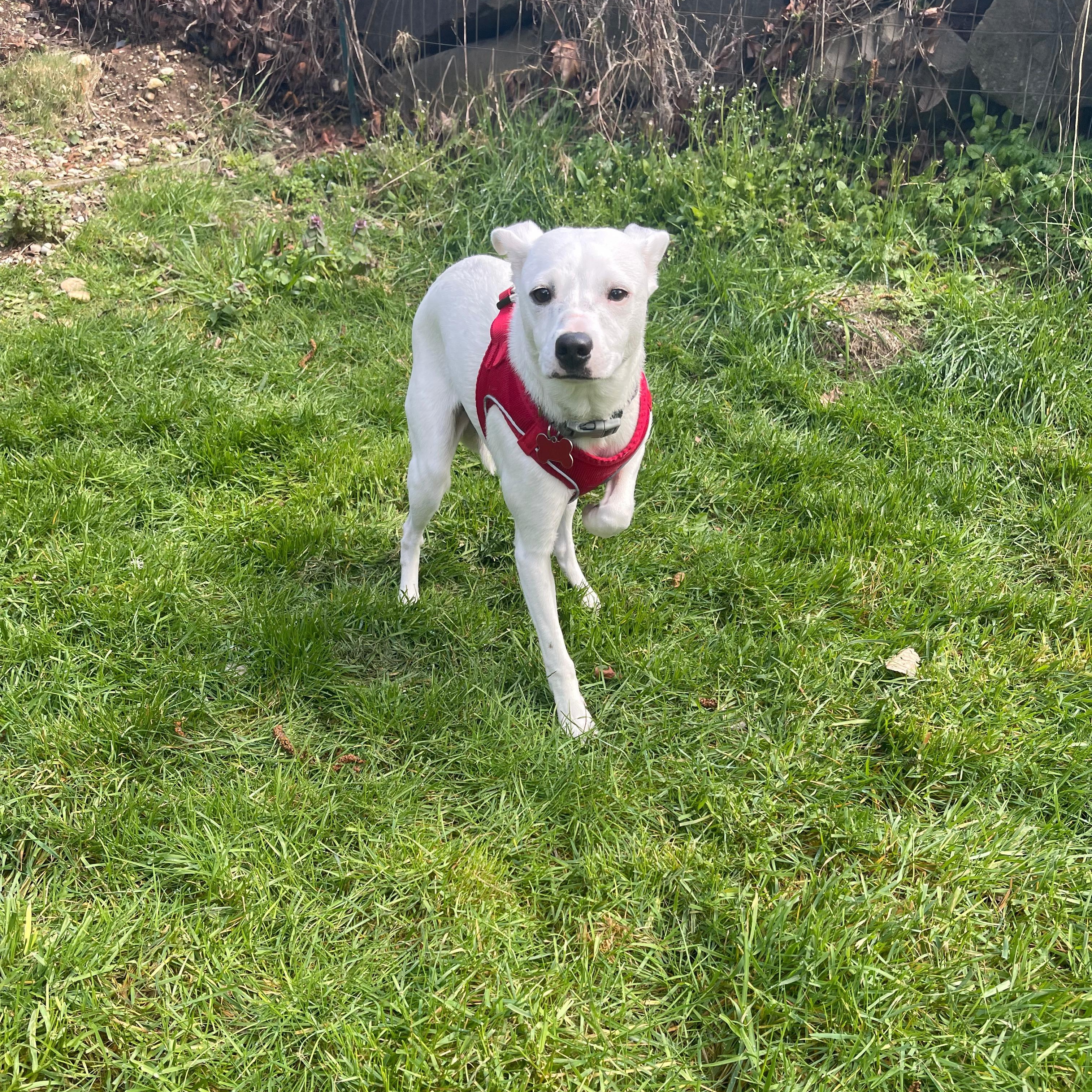 PATCH, a Adoptable mixed breed in Auburn, WA image 2/6