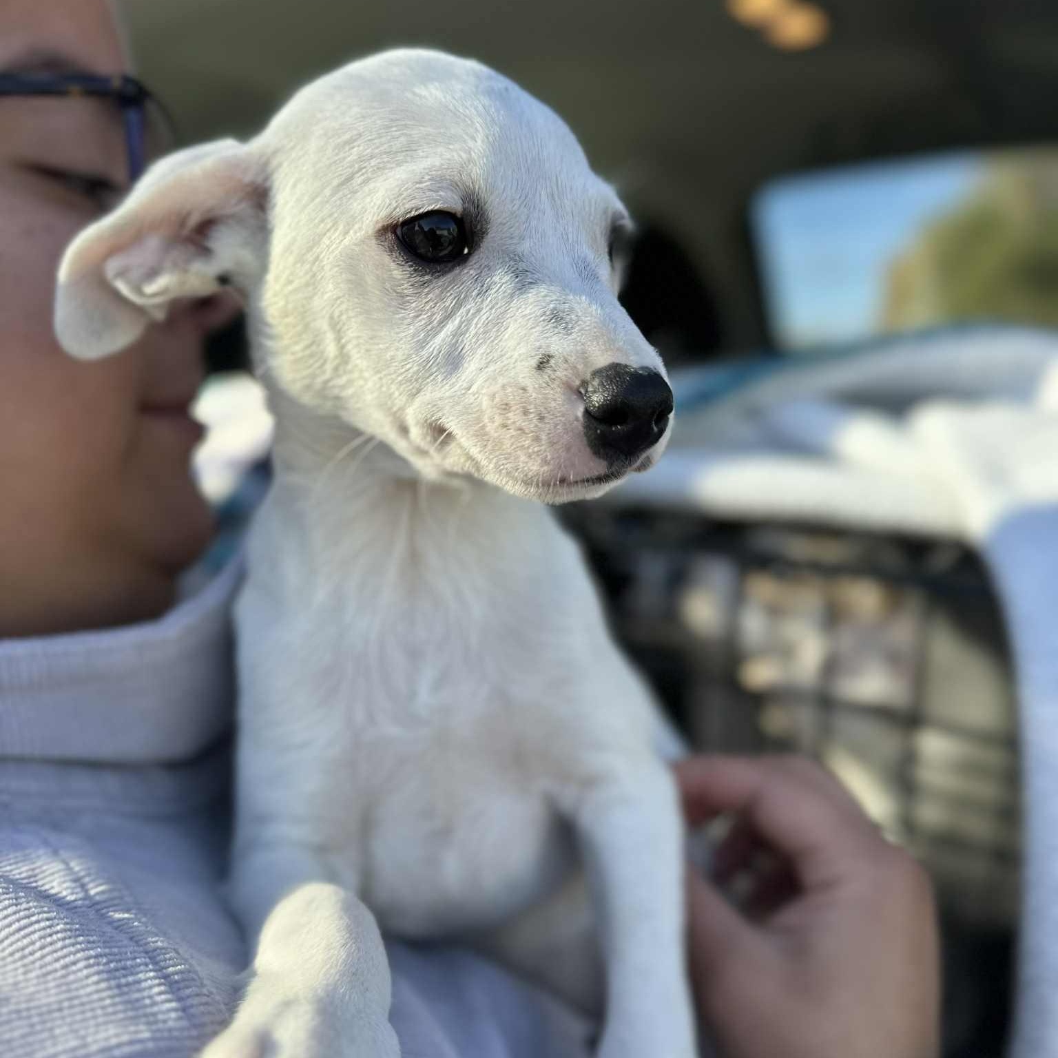 PATCH, Adoptable, Puppy Male Chihuahua.