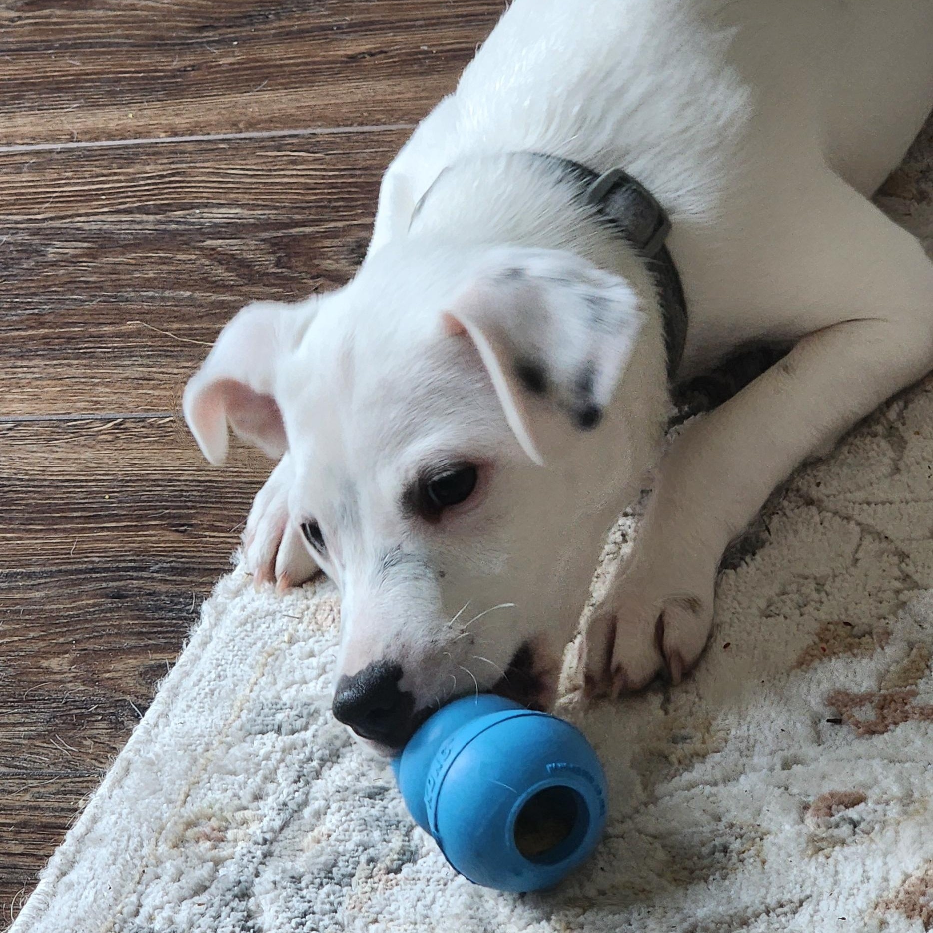 PATCH, a Adoptable mixed breed in Auburn, WA image 4/6