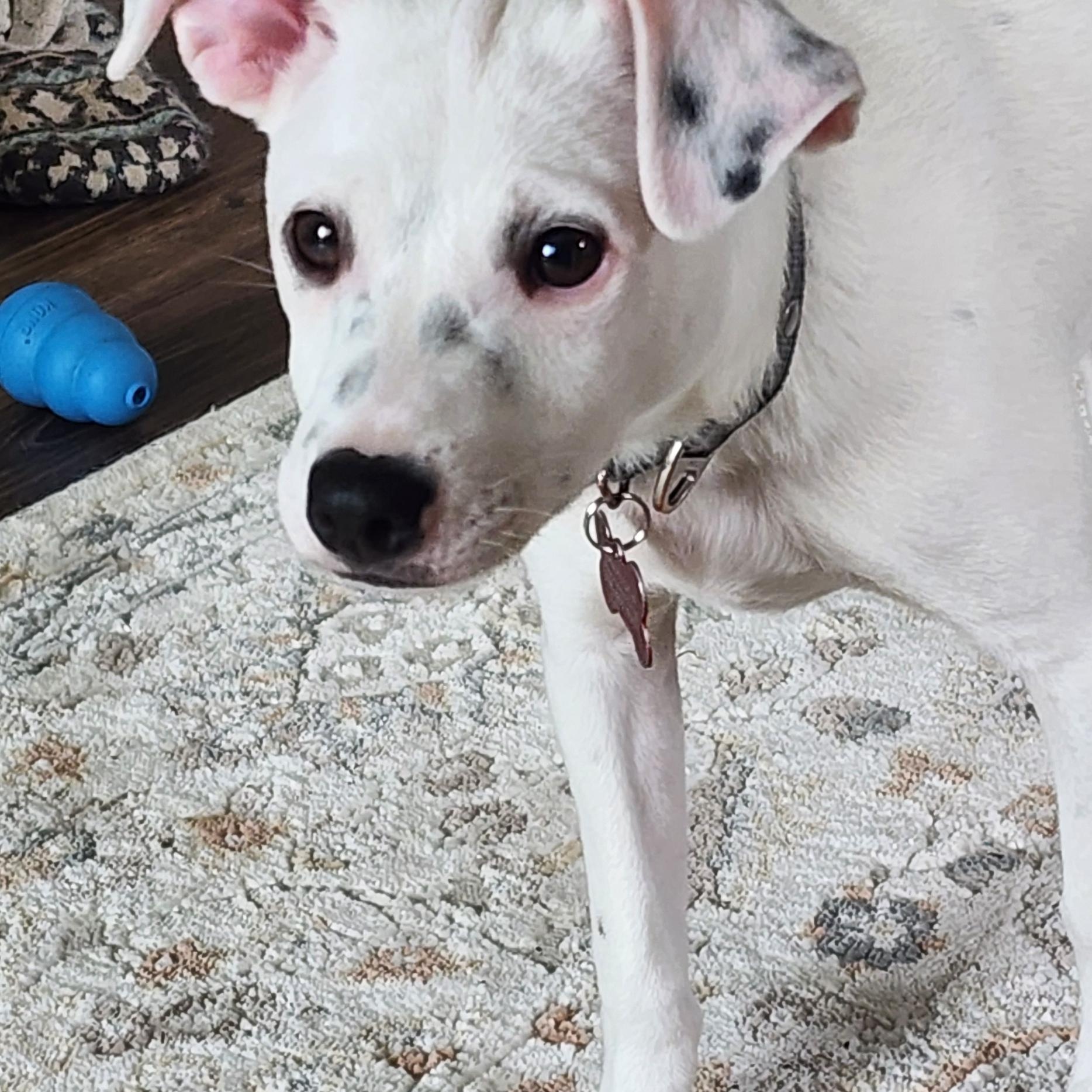 PATCH, a Adoptable mixed breed in Auburn, WA image 2/6