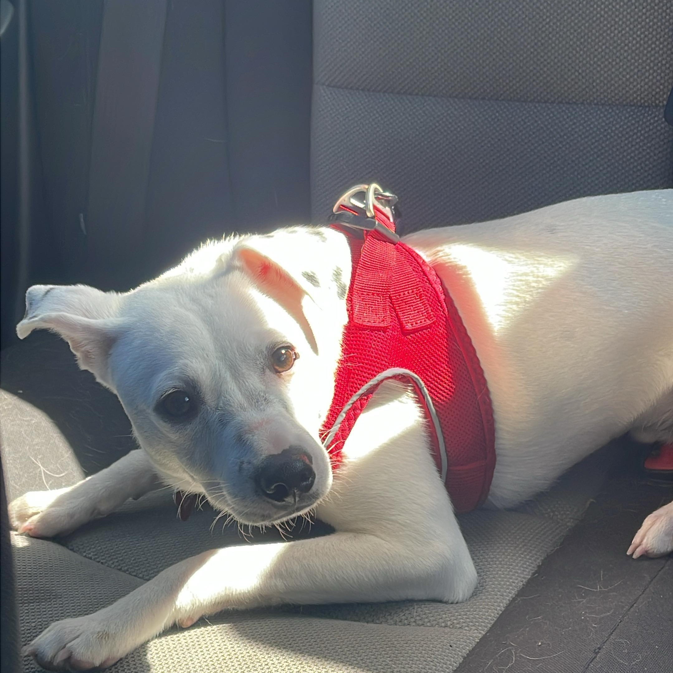 PATCH, a Adoptable mixed breed in Auburn, WA image 4/6