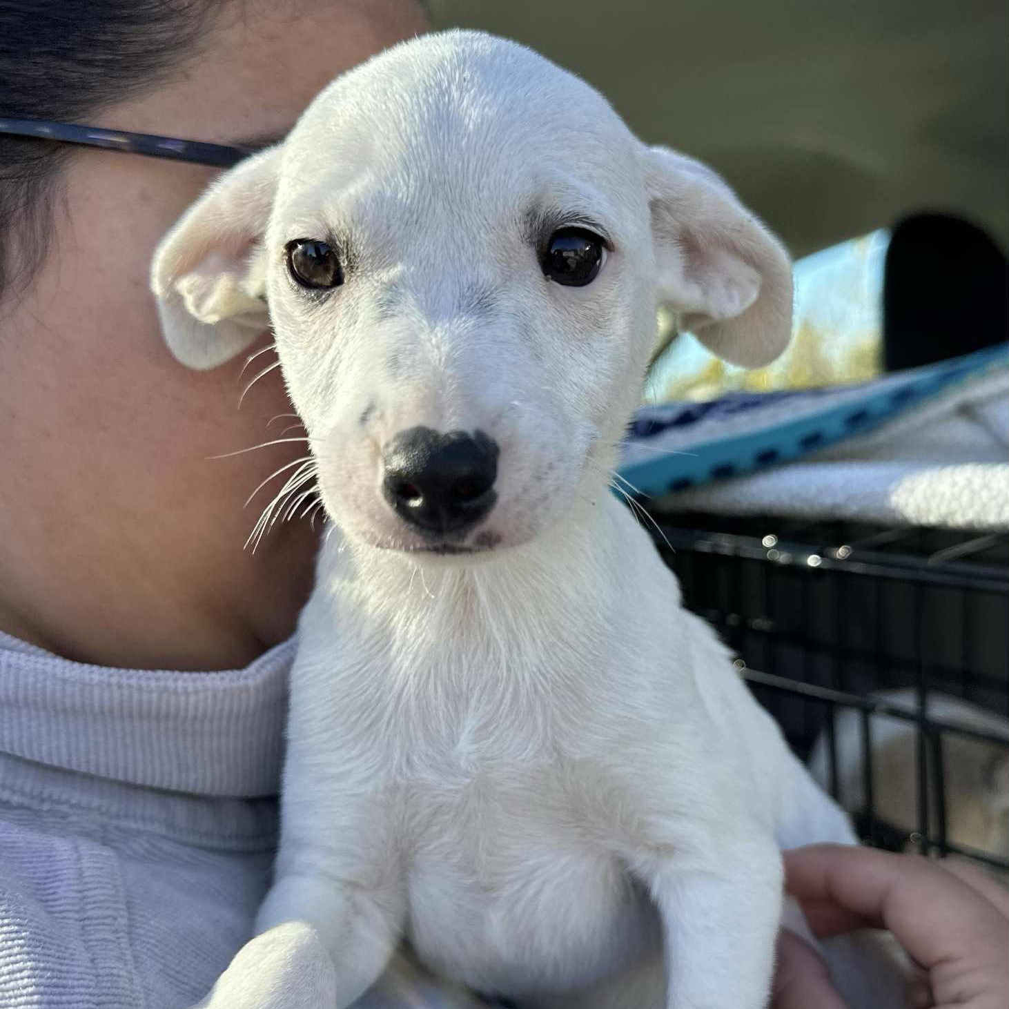PATCH, a Adoptable Chihuahua in Auburn, WA image 3/3