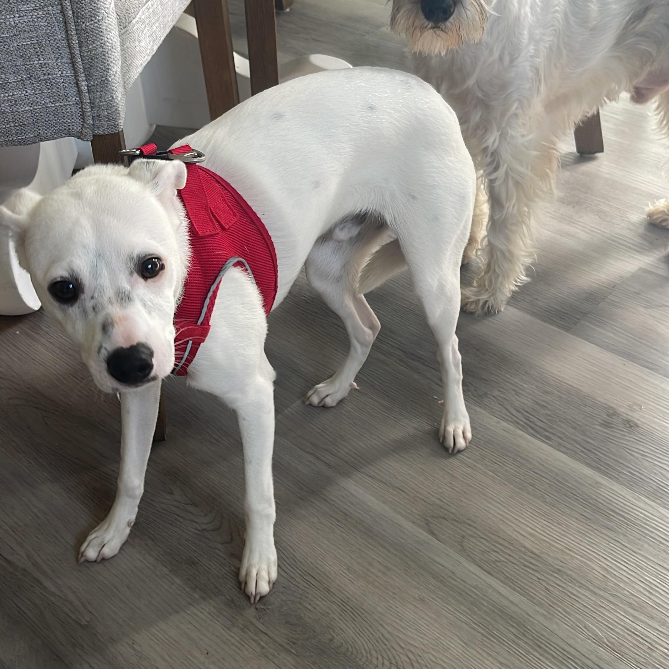 PATCH, a Adoptable mixed breed in Auburn, WA image 5/6