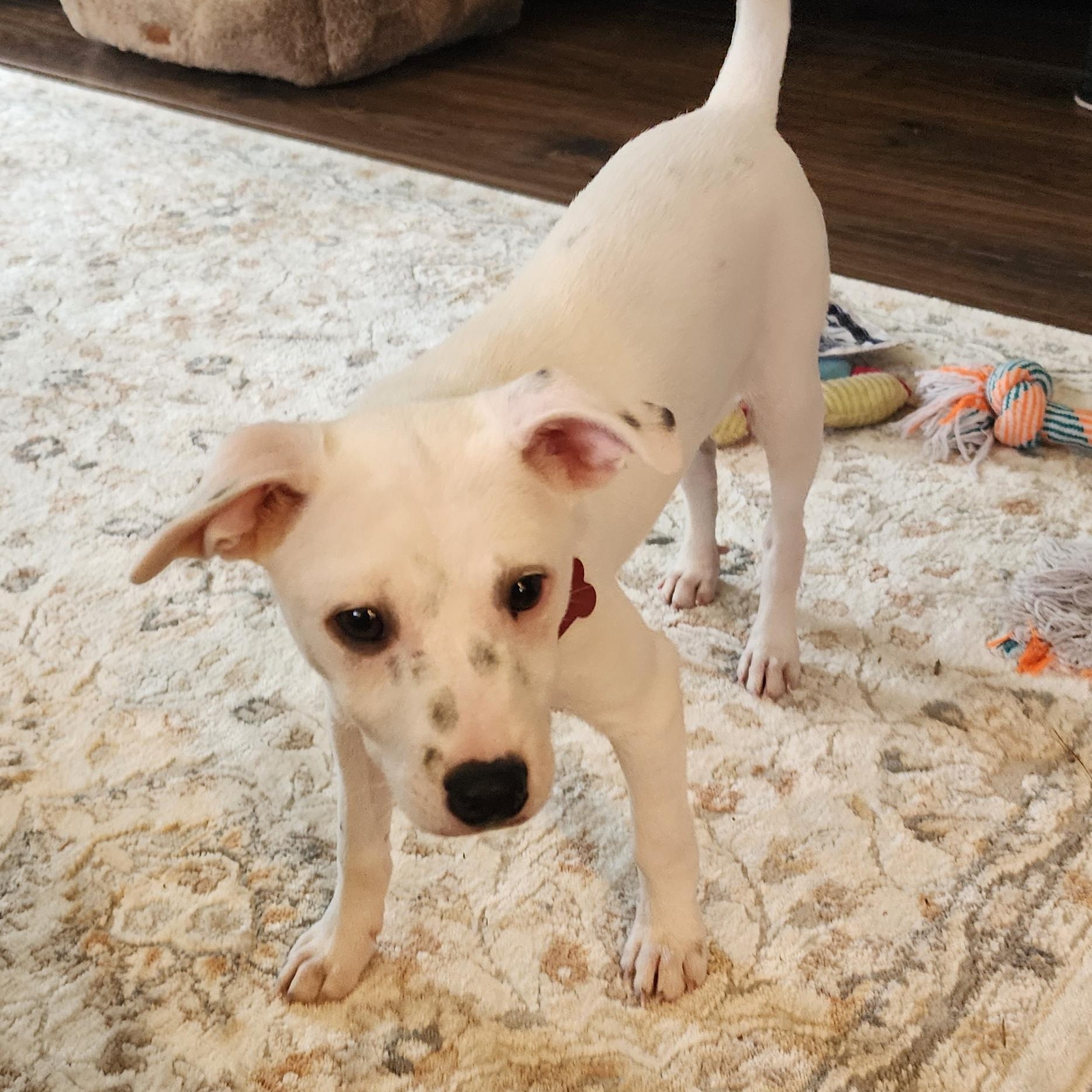 PATCH, a Adoptable mixed breed in Auburn, WA image 5/6