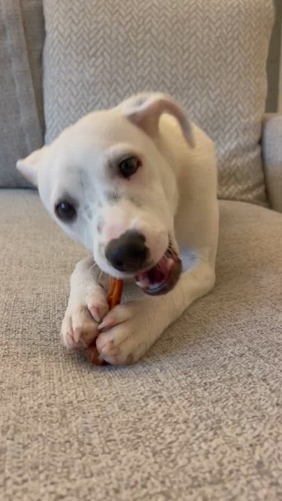 Enlarge PATCH, a Adoptable mixed breed in Auburn, WA video 6/6