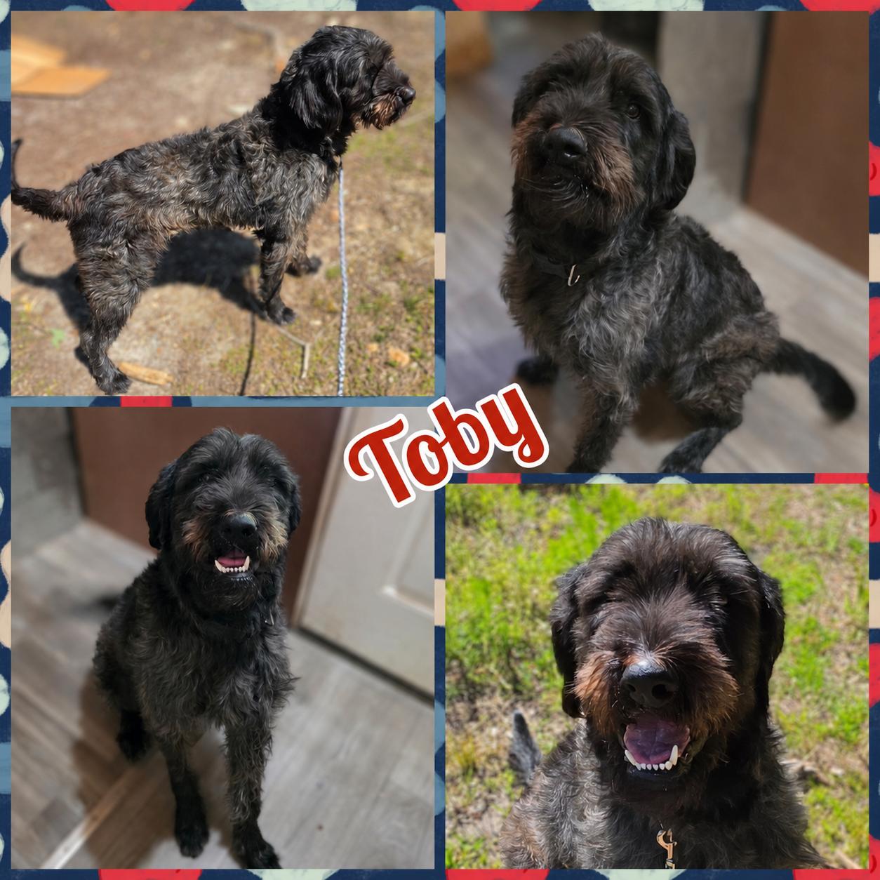 Toby, adopted, Young Male Labradoodle.