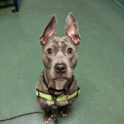 Quil, Adoptable, Adult Female Pit Bull Terrier & Mixed Breed.