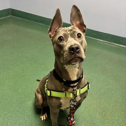 Enlarge Quil, a Adoptable mixed breed in Richmond, VA image 2/3