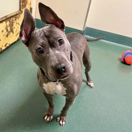 Enlarge Quil, a Adoptable mixed breed in Richmond, VA image 3/3