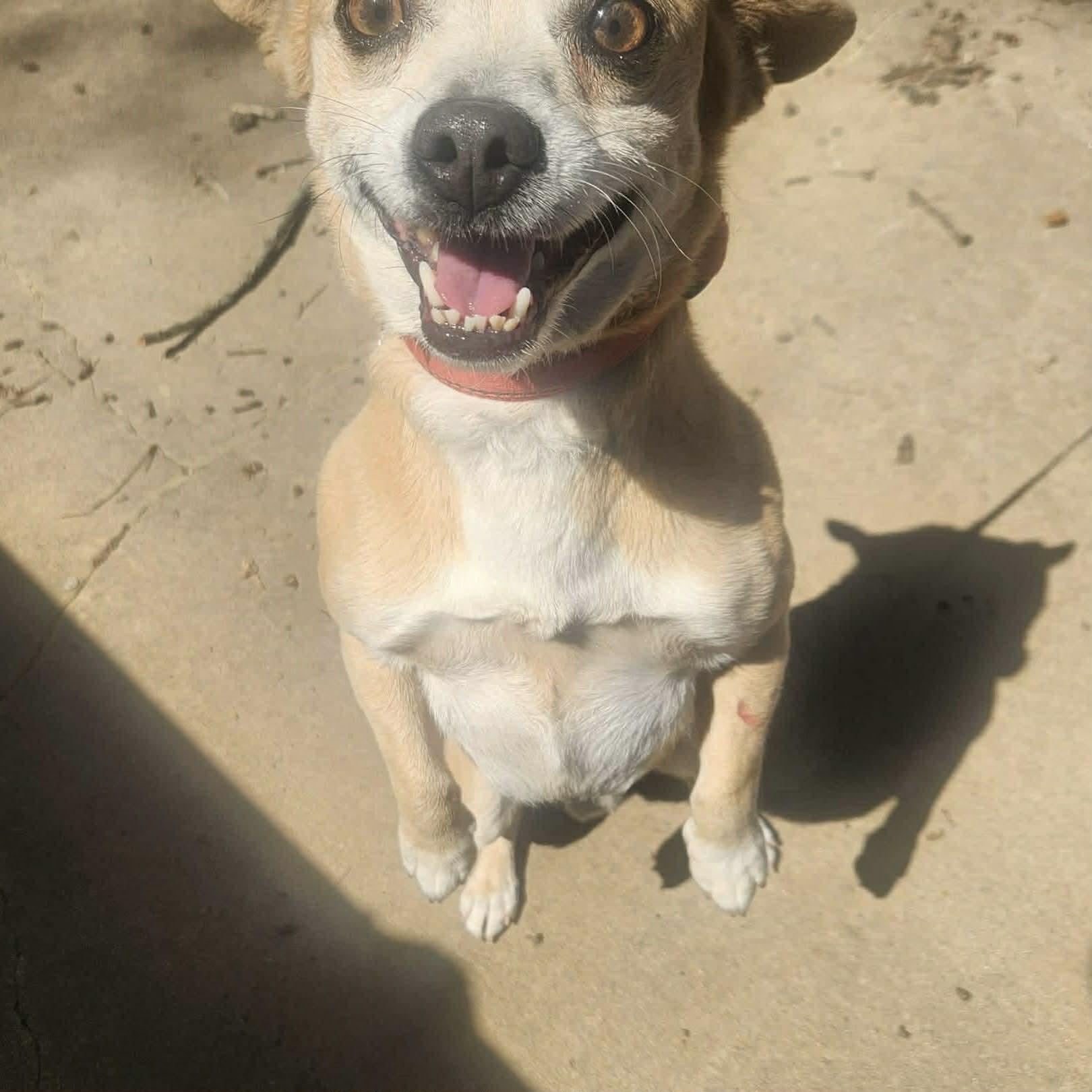 Bear, a ADOPTABLE mixed breed in Boulder, CO image 3/3