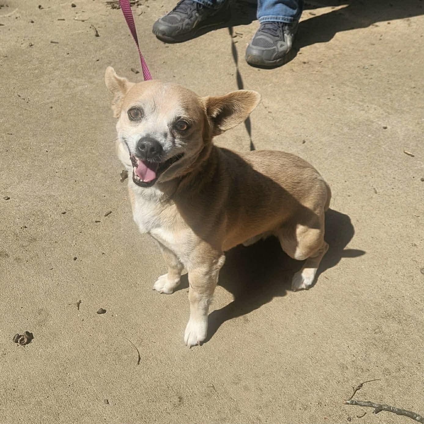 Bear, a ADOPTABLE mixed breed in Boulder, CO image 2/3